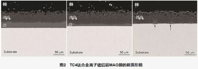 TC4钛合金离子镀铝层MAO膜的截面描摹